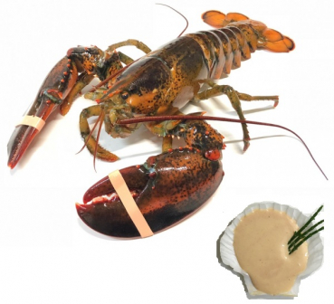 "Frühlings-Aktion" - 1 x Hummer Kanada (800 - 1000 g) lebend + 1 x Cocktailsauce 100 g gratis dazu